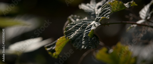 NATURE LANDSCAPE - Green leaves of a wild rose growing on the edge of forest 