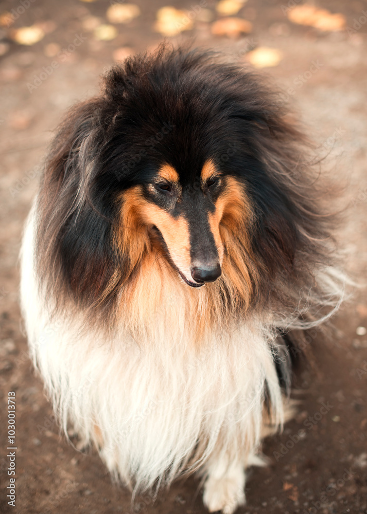Portrait of a longhaired Scottish Shepherd collie on a walk in autumn Portrait of a longhaired Scottish Shepherd collie on a walk in autumn
