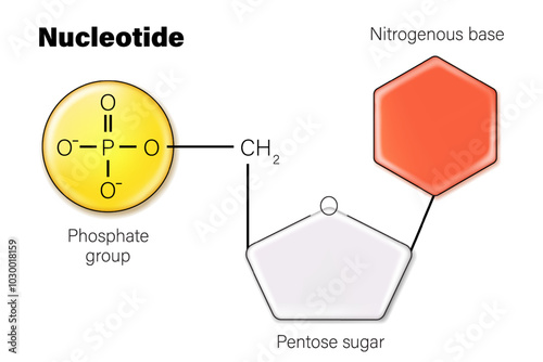 DNA nucleotide. DNA structure. Deoxyribonucleic acids. Nitrogenous base (Thymine, Adenine, Cytosine or Guanine), Sugar (deoxyribose) and Phosphate group.  