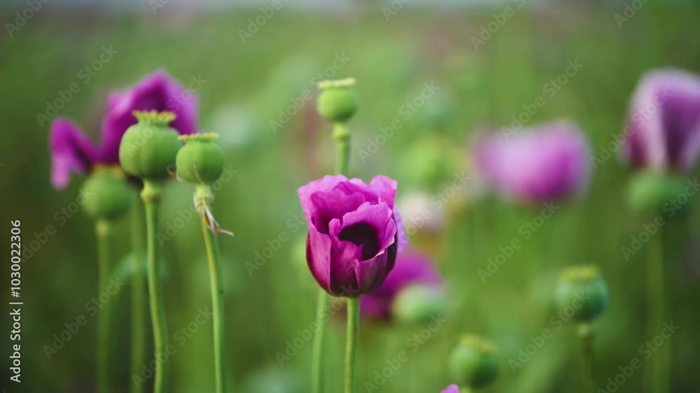 Beautiful scenic landscape, blooming papaver somniferum or opium poppy field in golden hour of sunset, 4K Beautiful scenic landscape, blooming papaver somniferum or opium poppy field in golden hour of sunset, 4K