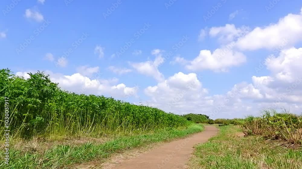よく晴れた日に、心地よい風が吹いている田舎道を、ゆっくり散策しているイメージの動画素材
よく晴れた日に、心地よい風が吹いている田舎道を、ゆっくり散策しているイメージの動画素材