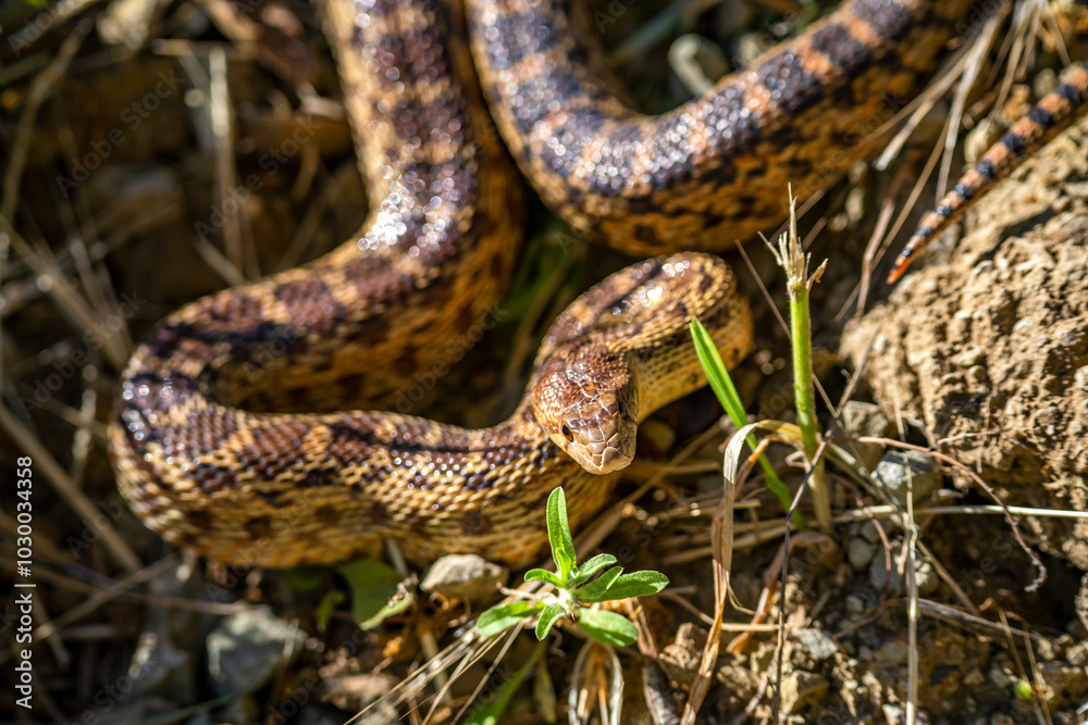 Obraz premium Close-up of Pacific gopher snake (Pituophis catenifer catenifer)