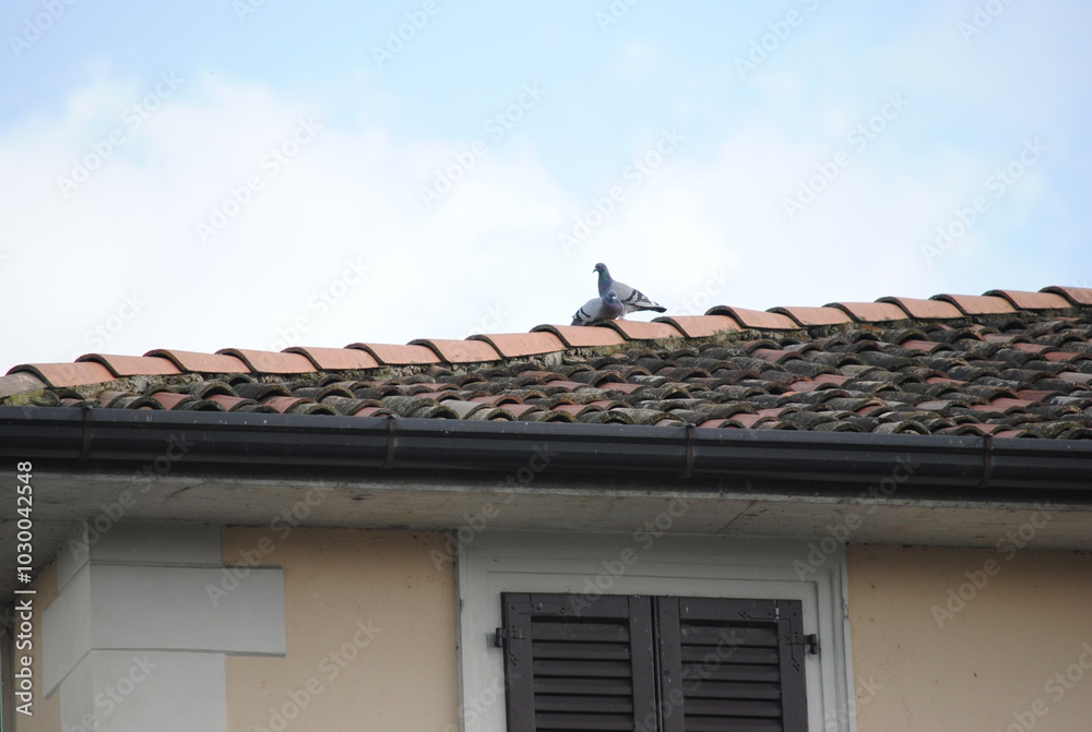 Italy, city, street, people, holiday, carnival, architecture, buildings, hotel, park, travel, vacation, attractions, antiquity, monument, sea, temple, church, religion, trees, park, grass, horizon