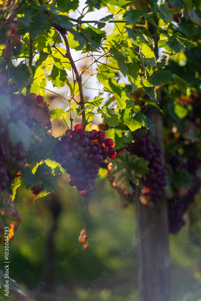 Fototapeta premium Ein reifes Traubenbündel hängt an einem Weinstock im Sonnenlicht. Die tiefroten Trauben leuchten zwischen dem dichten grünen Laub in einem ruhigen Weinberg, bereit für die Ernte.