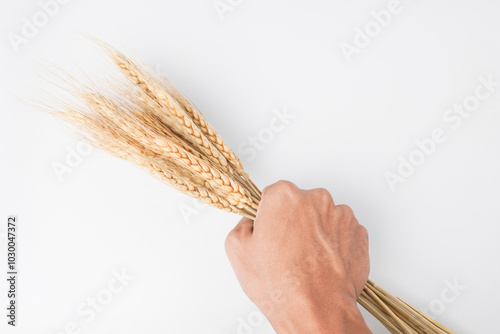 Bilde på lerret Male farmer hand gripping a bunch of wheat grains stalk isolated on white background