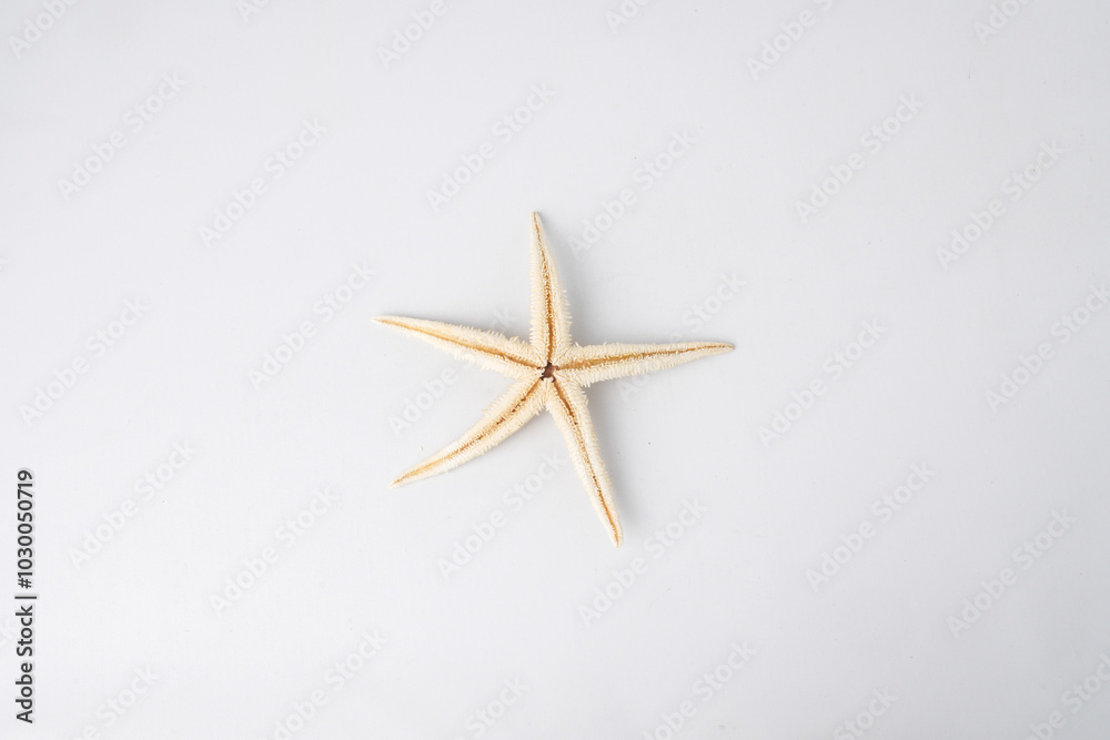 Close-up photo of Dried starfish or sea star isolated on white background. Empty blank copy text space. Concept for ocean decoration ornament. Close-up photo of Dried starfish or sea star isolated on white background. Empty blank copy text space. Concept for ocean decoration ornament.