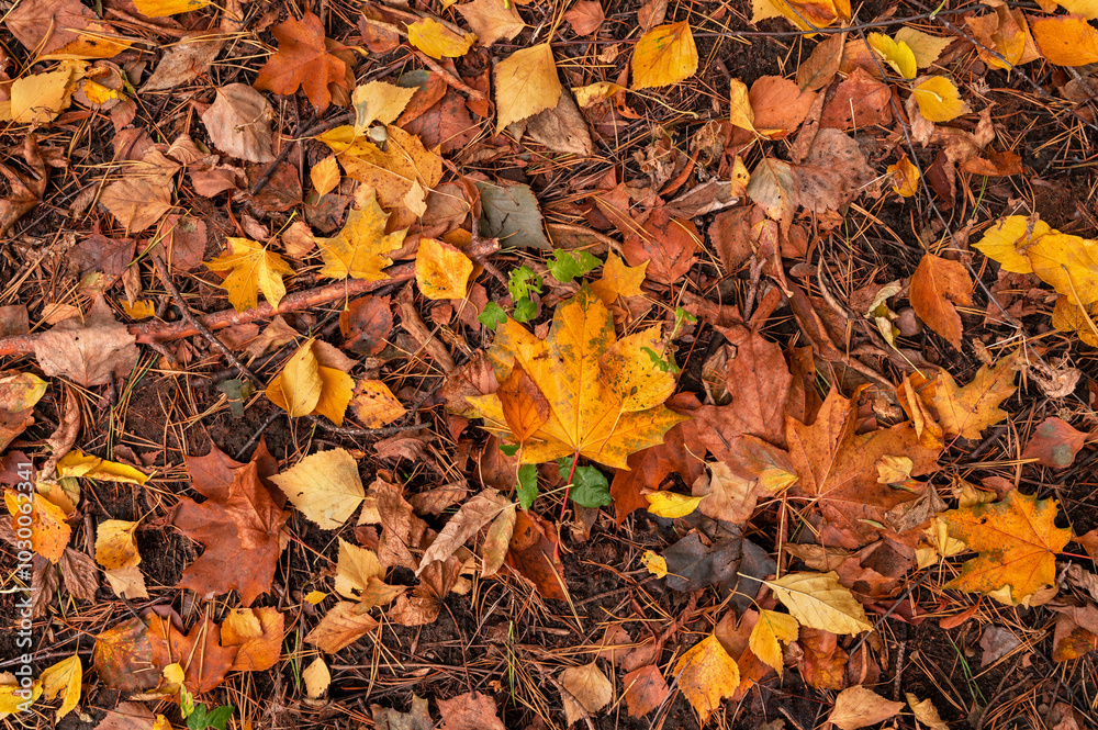 Autumn leaf nature texture. Fall tree leaves and grass. Red, yellow and orange color foliage pattern. Top view autumnal backdrop. Autumn leaf nature texture. Fall tree leaves and grass. Red, yellow and orange color foliage pattern. Top view autumnal backdrop.