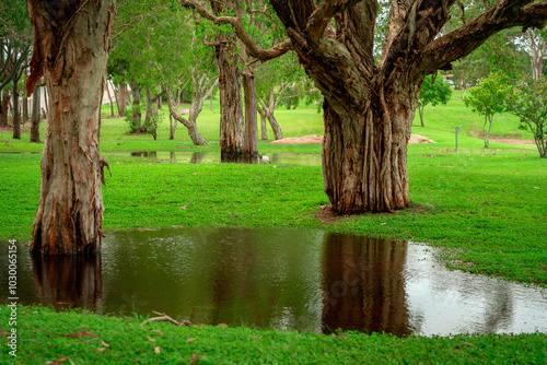 Native Australian trees after the rain