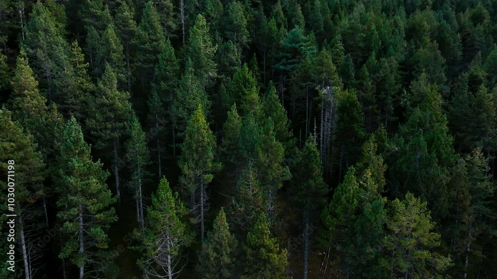 Top down aerial View a lush green forest with towering trees in mountain 