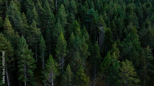 Top down aerial View a lush green forest with towering trees in mountain 