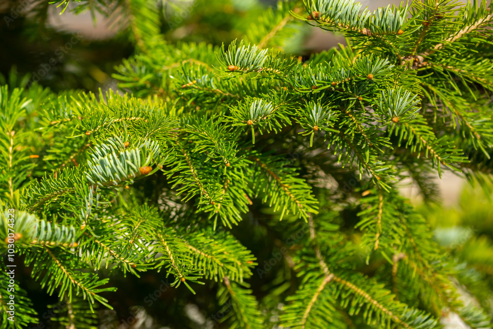 Fir branches close-up. Coniferous trees in the forest. Winter Christmas background. Christmas background, beautiful nature Fir branches close-up. Coniferous trees in the forest. Winter Christmas background. Christmas background, beautiful nature