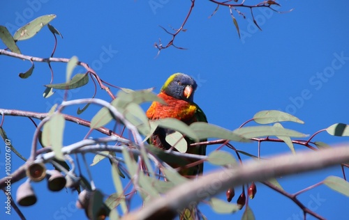 Rainbow Lorikeet (Trichoglossus moluccanus), Cranbourne East, Melbourne, Victoria, Australia. photo