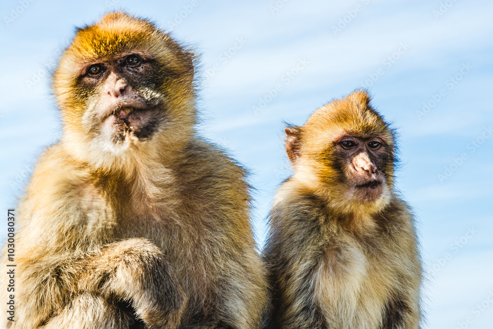 A couple of Barbary monkeys in Gibraltar A couple of Barbary monkeys in Gibraltar