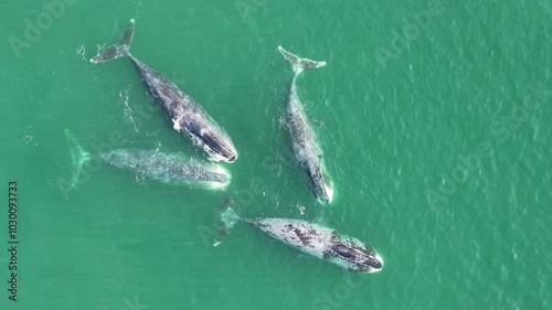 Several bowhead whales are swimming on the surface of the sea, the whole body is clearly visible, the whales are communicating and swimming with each other. erial video, 90 degrees video, drone video,
