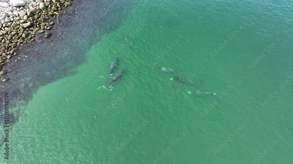 6 bowhead whales swim near the shore and communicate, blowing out fountains of water,  polar whale, Balaena mysticetus. Aerial, drone view, drone video, bird's eye view, 4k.
