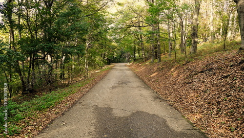 path in the park