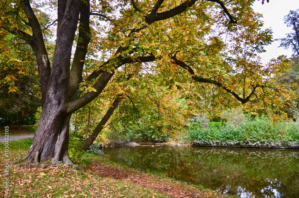 autumn autumn landscape with a pond tree branches hanging over the pond autumn autumn landscape with a pond tree branches hanging over the pond