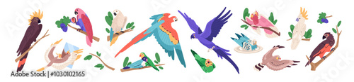 Set of exotic parrots. Different tropical birds fly, sit on branches. Feathered fauna of jungle: cute budgerigars, big macaws, cockatoo, parakeets, finches. Flat isolated vector illustrations on white