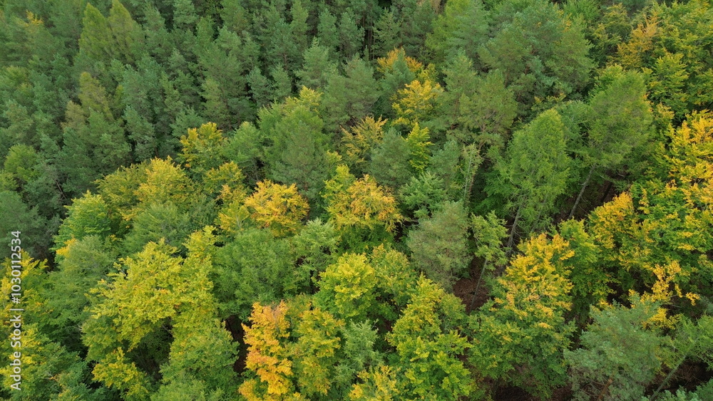 autumn, forest, trees, green, yellow, fly, background autumn, forest, trees, green, yellow, fly, background