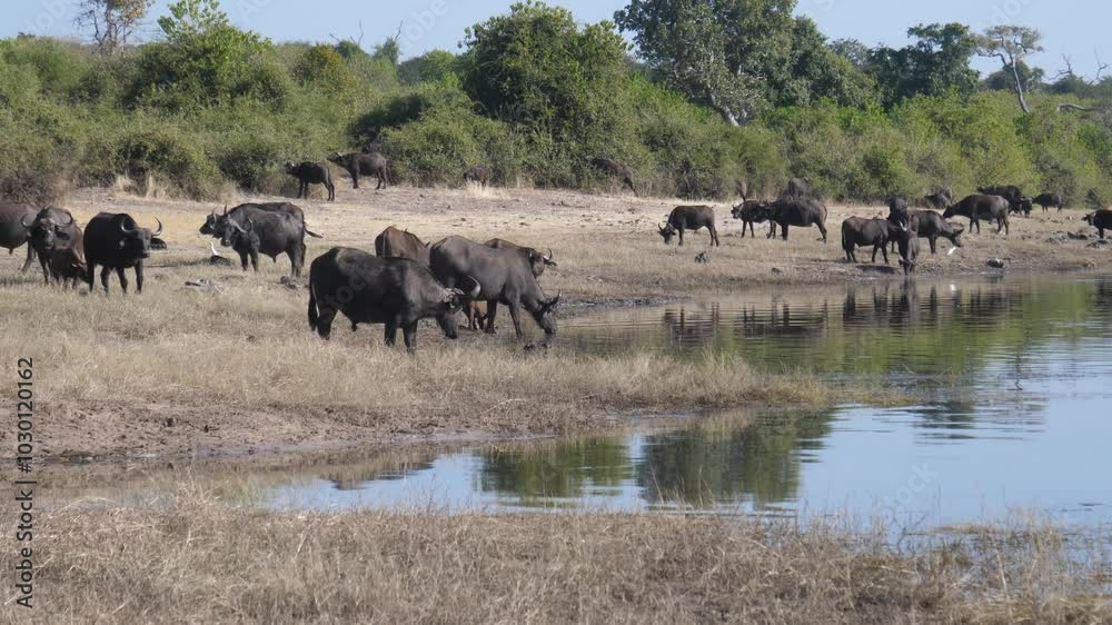 Herd of water buffalos around a lake in Chobe National Park in Botswana Herd of water buffalos around a lake in Chobe National Park in Botswana