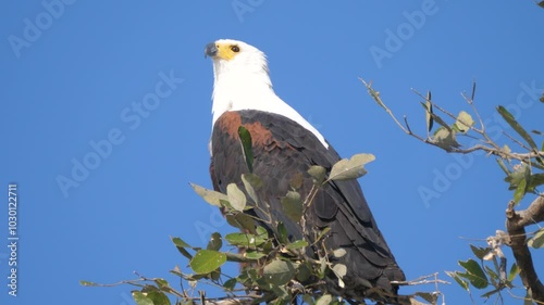 African fish eagle on a branch at in Chobe National Park in Botswana 