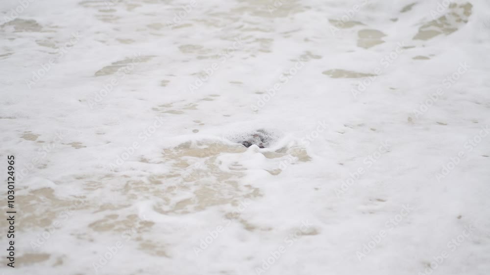 Sea turtle on the sand. Close-up baby sea turtle hatching on sands
Sea turtle on the sand. Close-up baby sea turtle hatching on sands