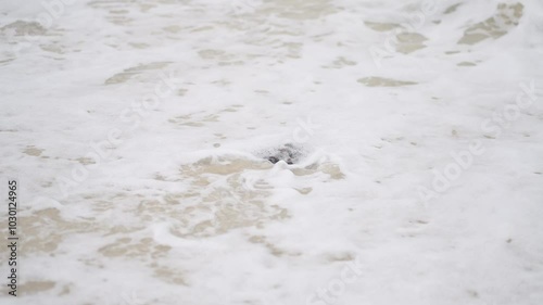 Sea turtle on the sand. Close-up baby sea turtle hatching on sands
