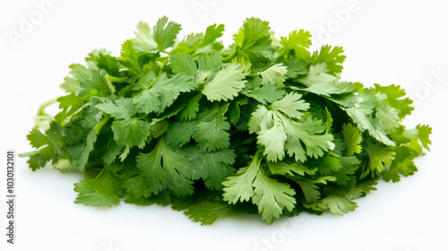 A bunch of fresh cilantro with its delicate, curly leaves, isolated on a white background