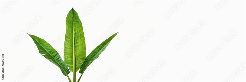 Obraz premium Heliconia rostrata leaves banner on white background