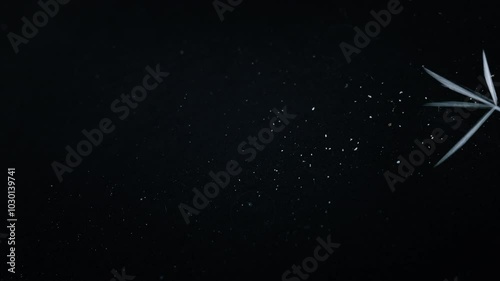 Beautiful freezing ice crystal flowers on window with black background, macro