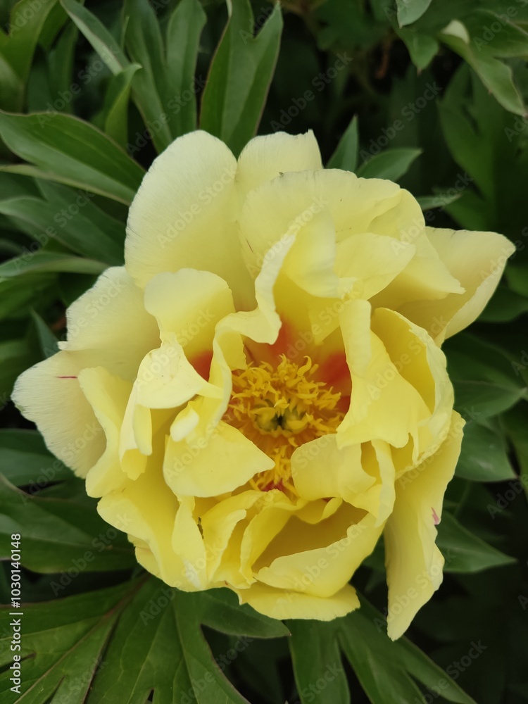 A magnificent yellow tree peony in full bloom, displaying its large, silky petals against vibrant green foliage. A magnificent yellow tree peony in full bloom, displaying its large, silky petals against vibrant green foliage.