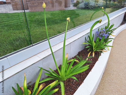 Strangely shaped agapanthus stems grow in the hotel's flower bed. photo