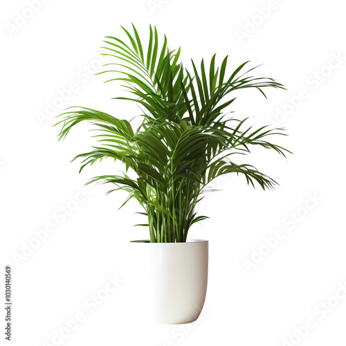 Areca house plant on transparent background. Generative ai art.