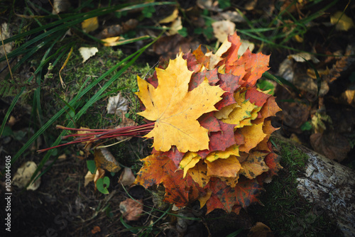 Wallpaper Mural A colorful assortment of orange, yellow, and red leaves is gathered on soft green moss in the heart of a serene forest during the fall. The beauty of autumn is captured in this natural setting Torontodigital.ca