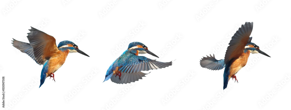 Set Common Kingfisher in flight isolated on white background, alcedo atthis Set Common Kingfisher in flight isolated on white background, alcedo atthis