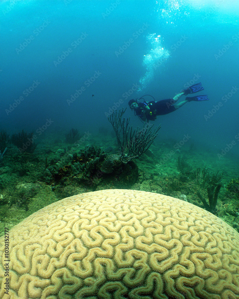 A woman diving near a brain coral off the coast of Venezuela A woman diving near a brain coral off the coast of Venezuela