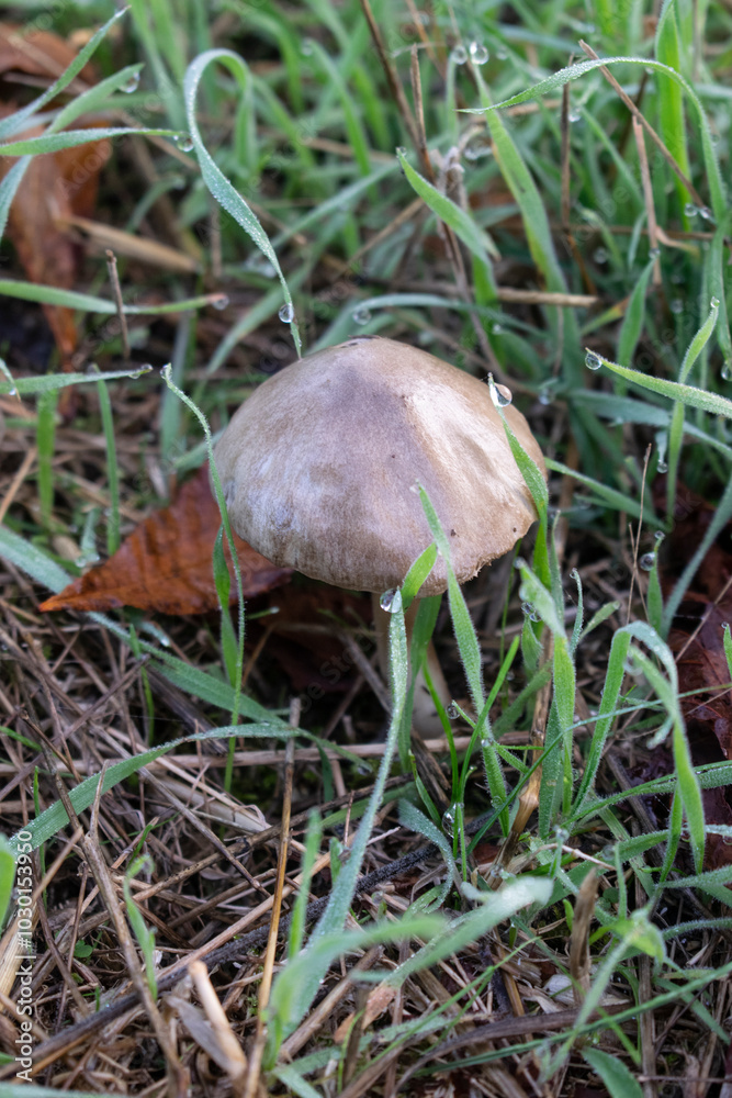 Setas en la hierva de otoño de fondo otoñal Setas en la hierva de otoño de fondo otoñal