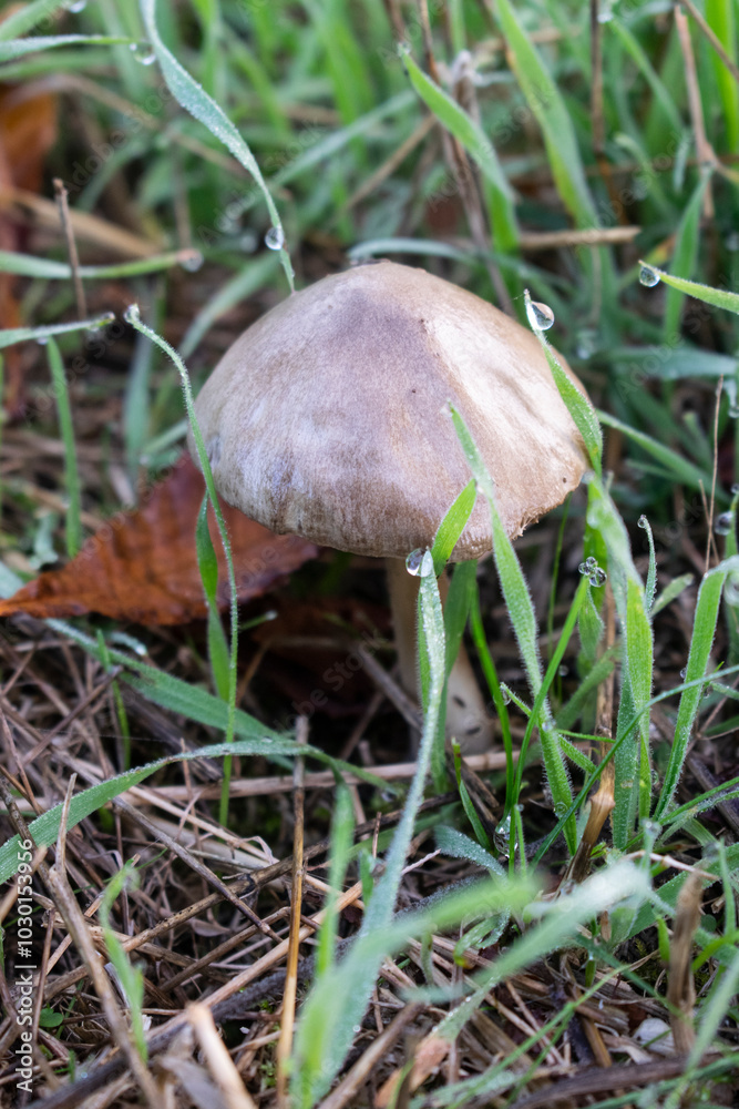 Setas en la hierva de otoño de fondo otoñal Setas en la hierva de otoño de fondo otoñal