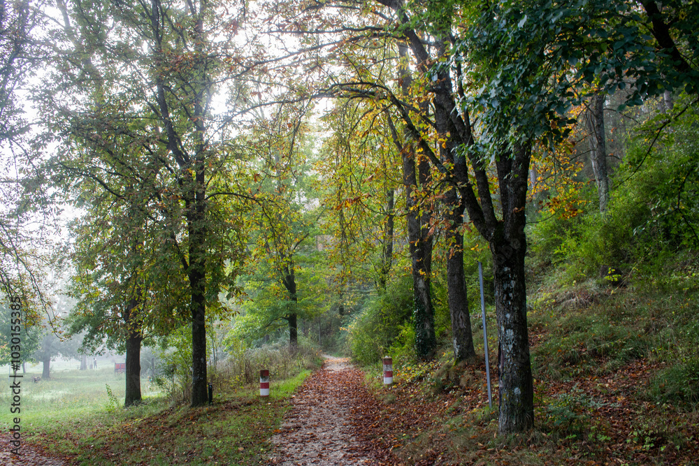 Paisaje con camino atravesando un bosque de otoño de Burgos, España Paisaje con camino atravesando un bosque de otoño de Burgos, España