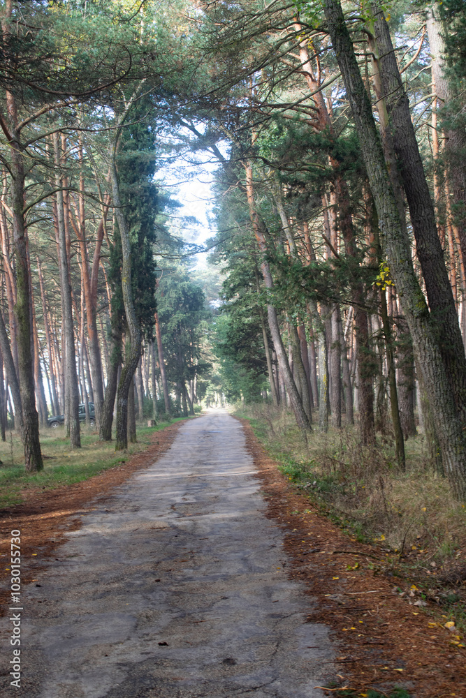 Carretera atravesando bosques de pinos en otoño Carretera atravesando bosques de pinos en otoño