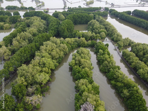 The coastal area of ​​SEMARANG CITY has the potential for beautiful mangrove forest tourism and at the same time prevents sea water abrasion. photo