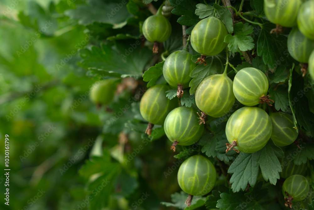Lots of green gooseberries on a bush in the garden Lots of green gooseberries on a bush in the garden