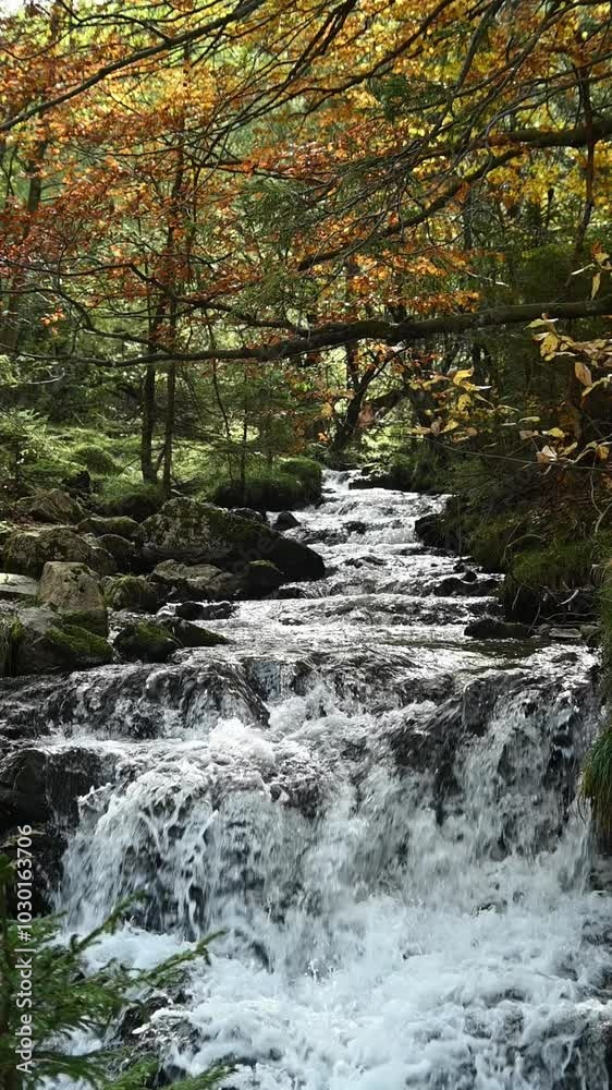 Vertical shot of a mountain stream in an autumn forest, slow motion, Josefsthal, Bavaria Vertical shot of a mountain stream in an autumn forest, slow motion, Josefsthal, Bavaria