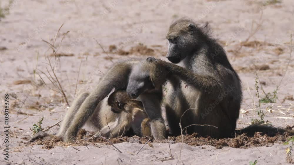 Baboon picking fleas in Chobe National Park in Botswana Baboon picking fleas in Chobe National Park in Botswana