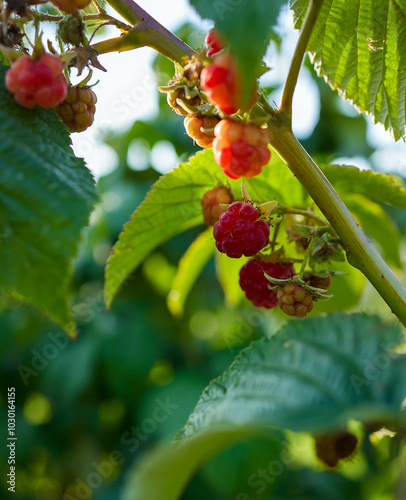 Close-up of ripe organic raspberry on a branch in the fruit garden, organic raspberry hanging on a branch in the fruit garden, natural background with frambozen photo