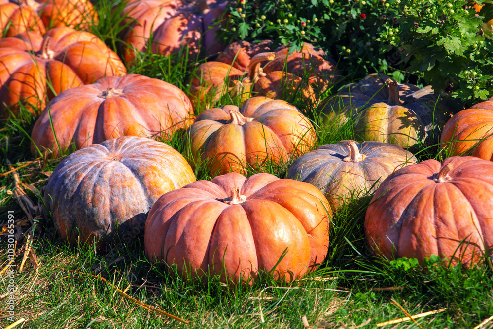 Crop of Pumpkins. Many Pumpkins on the grass. Autumn background Crop of Pumpkins. Many Pumpkins on the grass. Autumn background