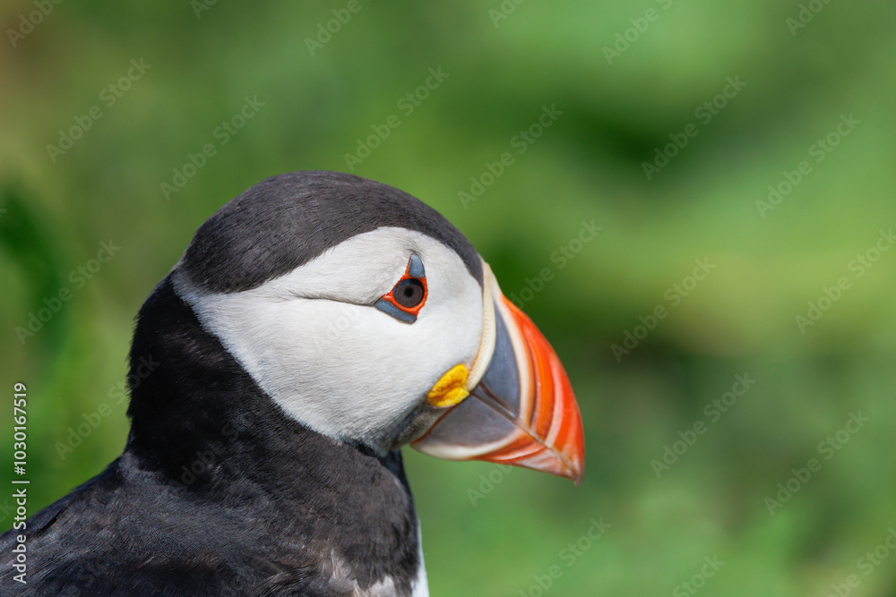 close up of puffin on farne islands close up of puffin on farne islands