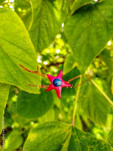 Red star flower in the middle Banat region. photo