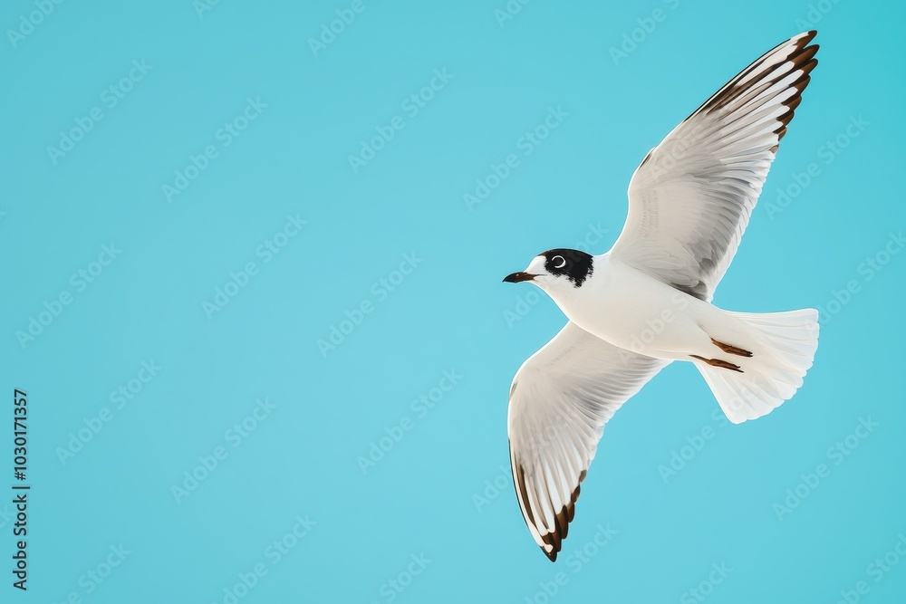 Fototapeta premium Black-headed gull soaring through clear blue sky with wings spread wide
