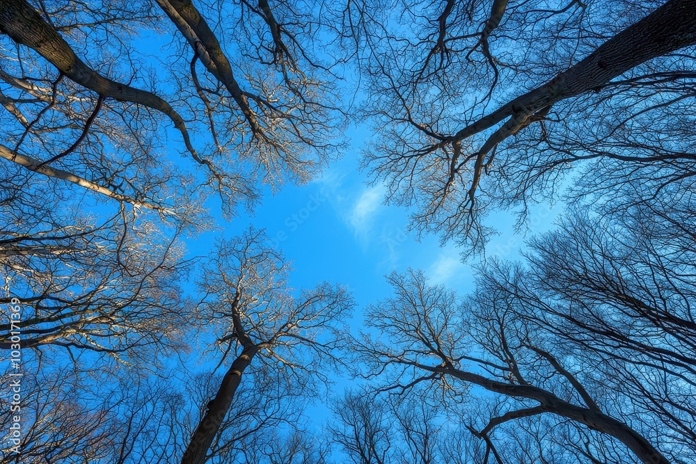 Bare tree branches forming a circular view of the blue sky from below Bare tree branches forming a circular view of the blue sky from below